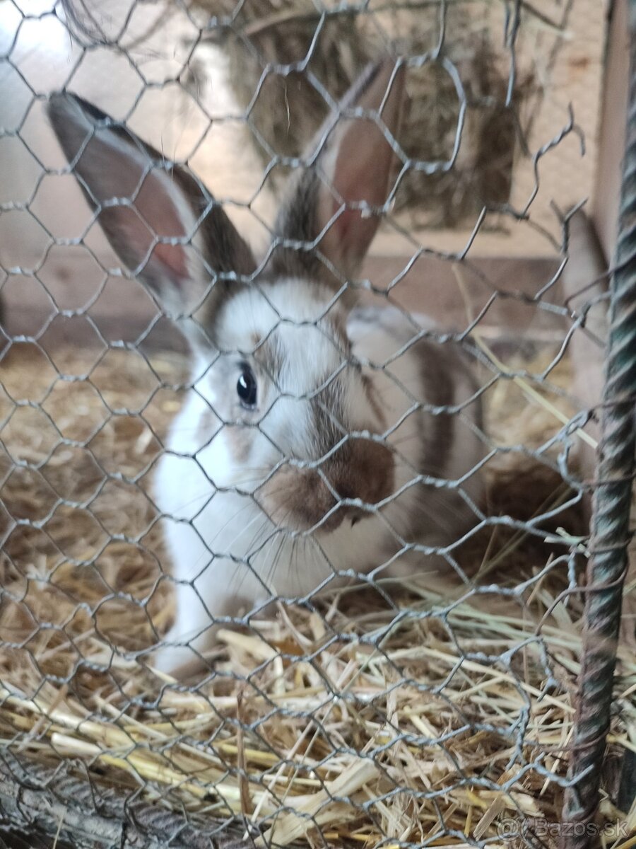 ‼️zajace ‼️ - 2