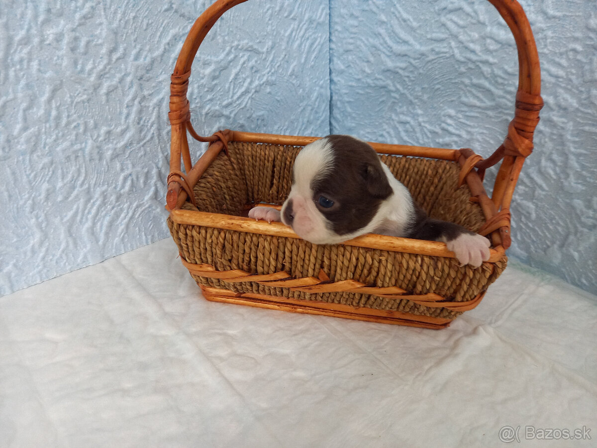 Boston ,Bostonský terrier - 2