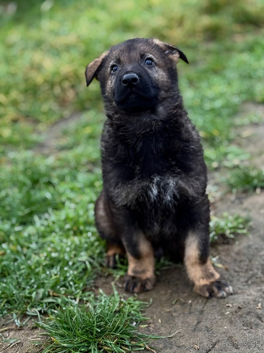 Nemecký ovčiak - 2