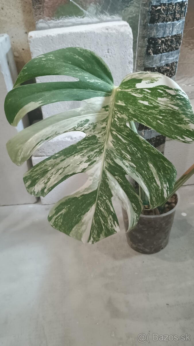 Monstera albo a aurea - 2
