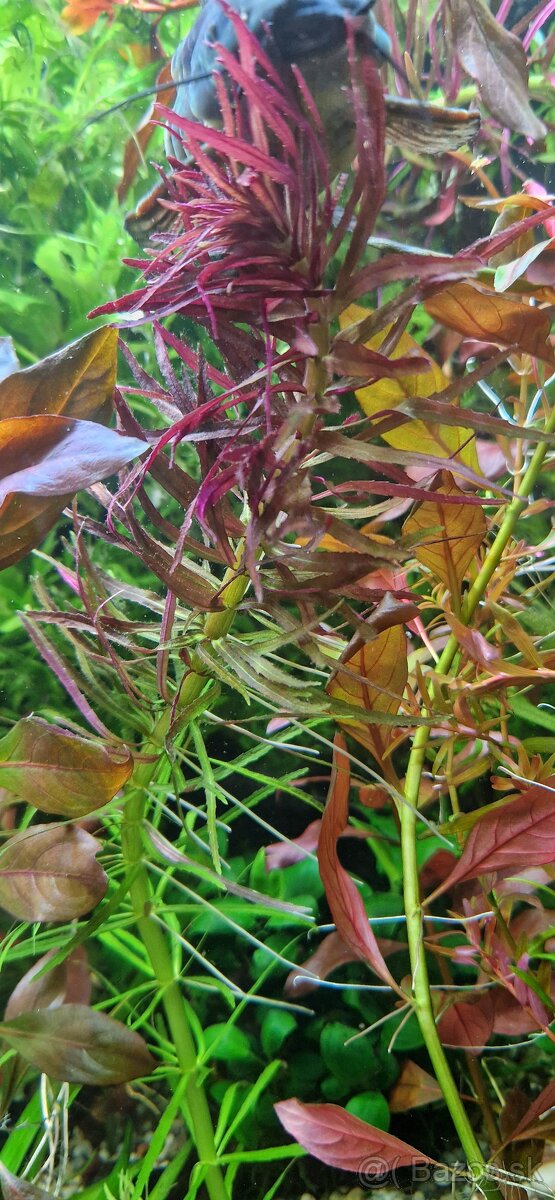 Limnophila hippuroides - 2