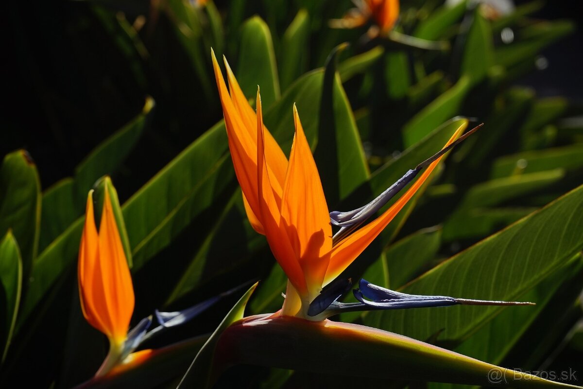 Strelitzia reginae - 2