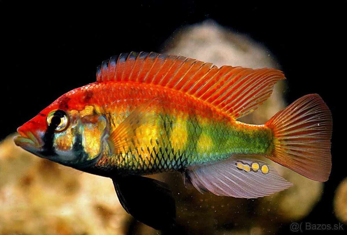 HAPLOCHROMIS SP. RAINBOW - 2