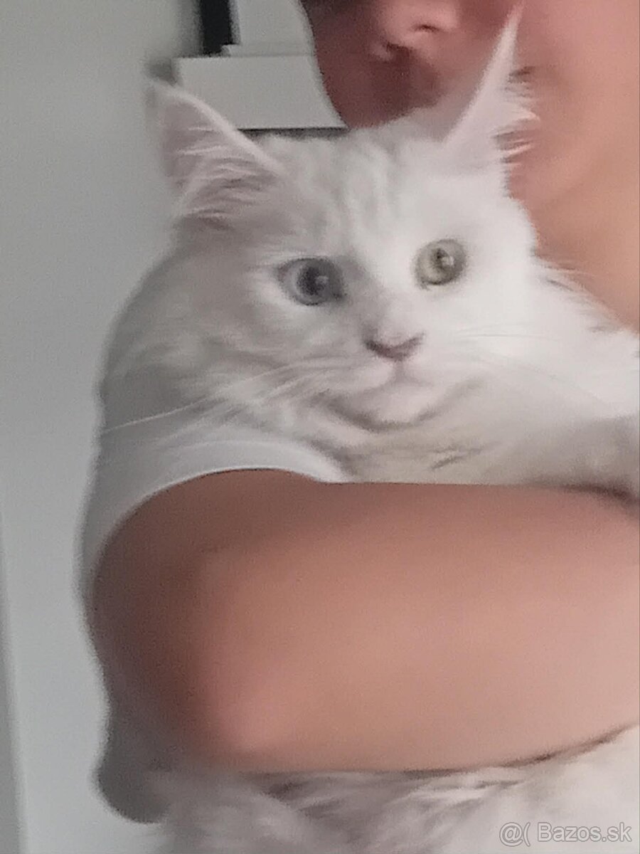BIELA MAČIČKA MAINE COON - 2