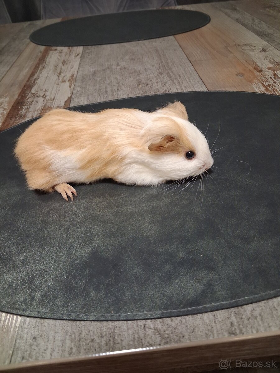 Darujem morčatá - 2