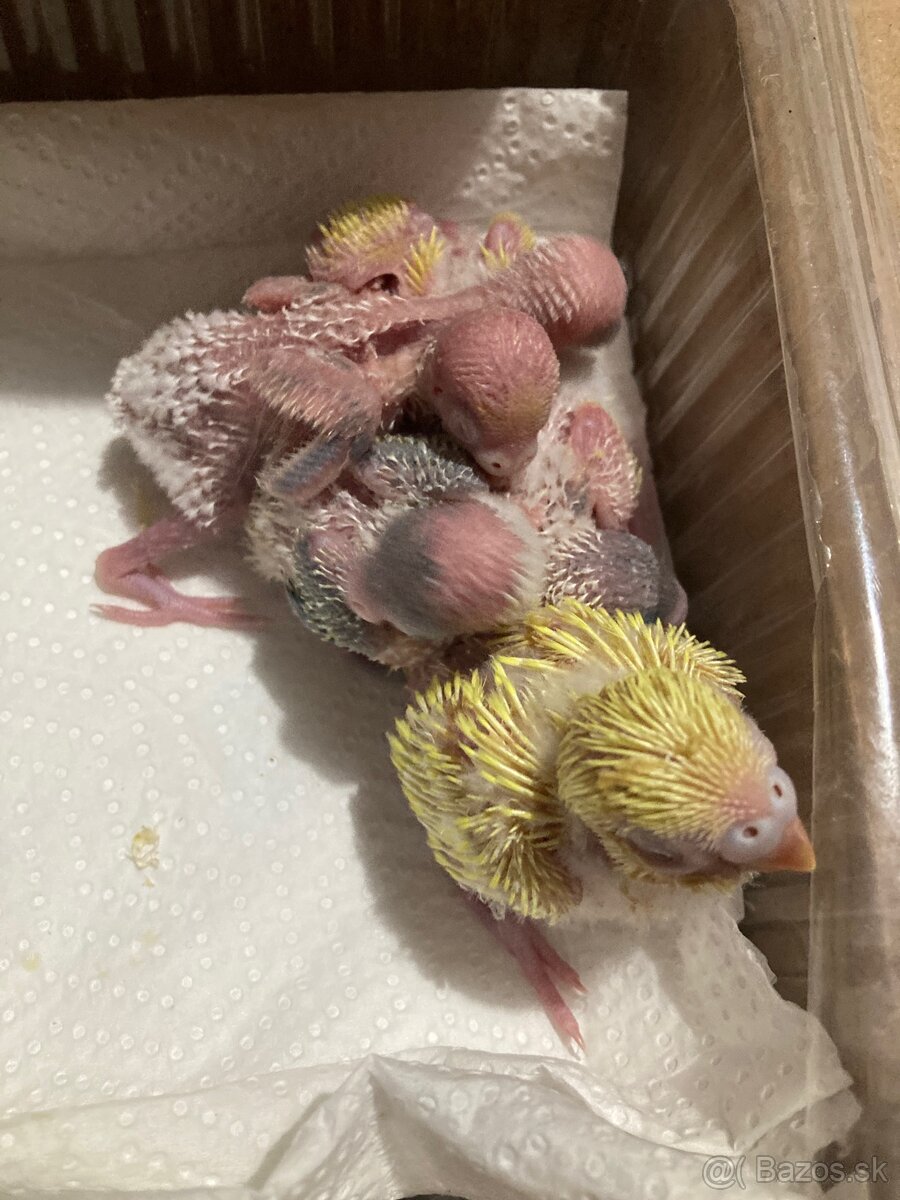 Ručne krmene andulky - 2