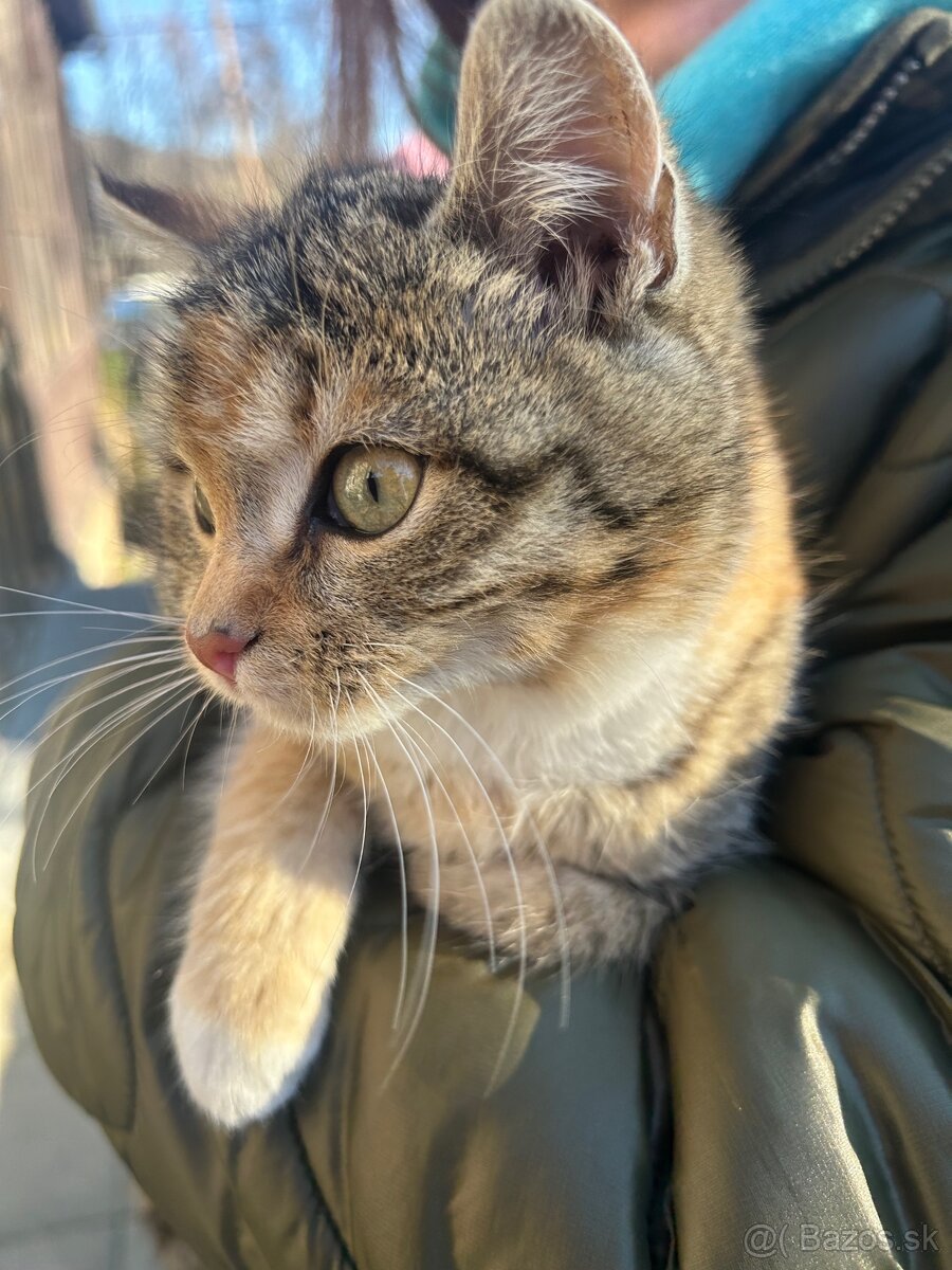 Maciatka darujem - 2