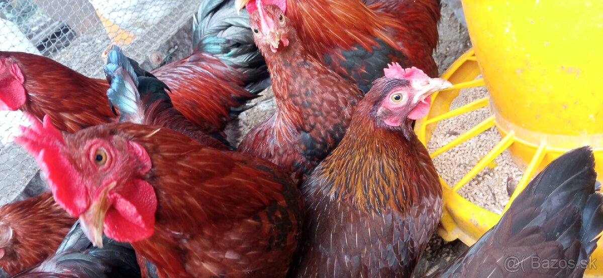 Zdrobnená velsumka - 2