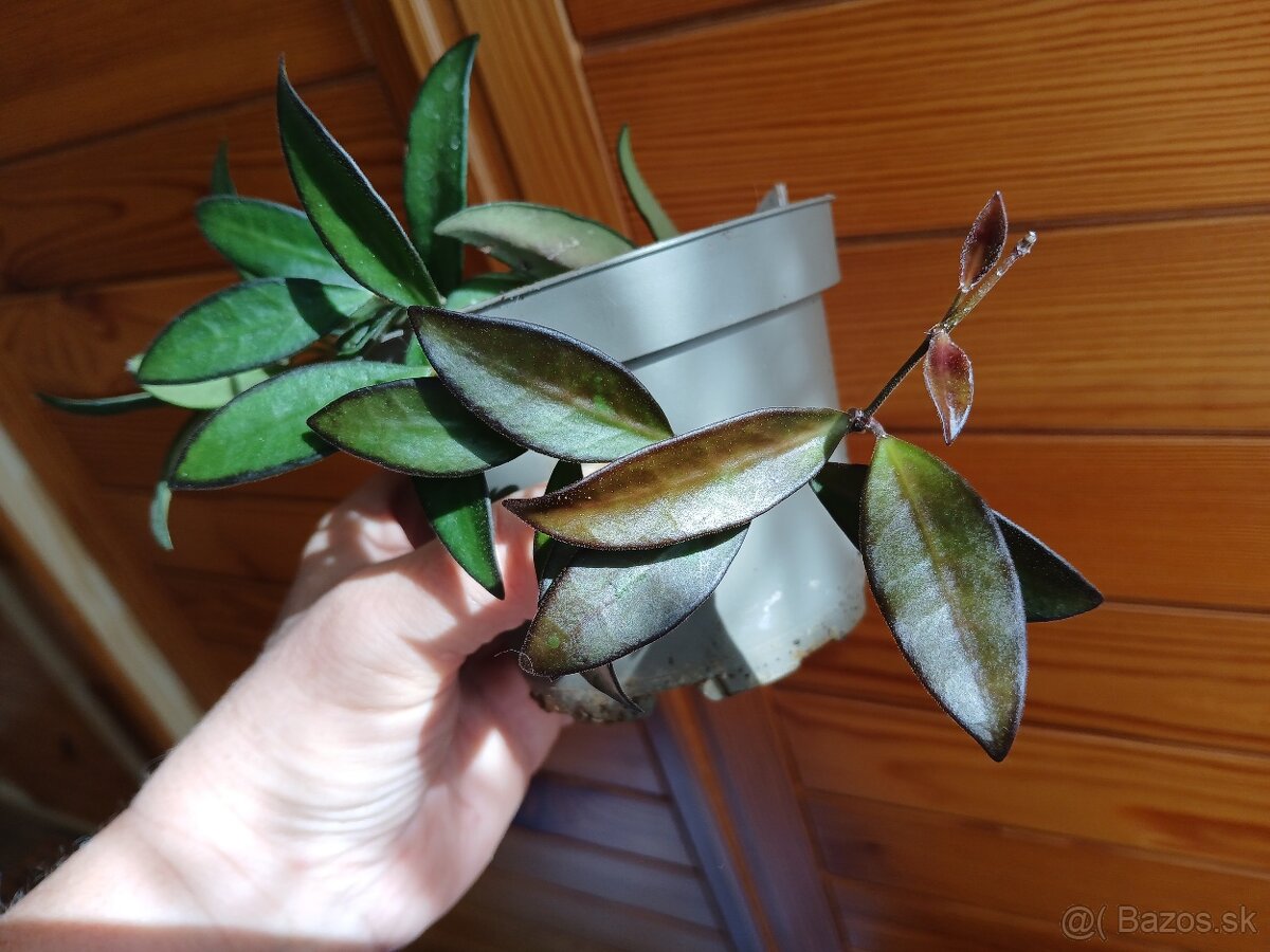 Hoya rosita - 2