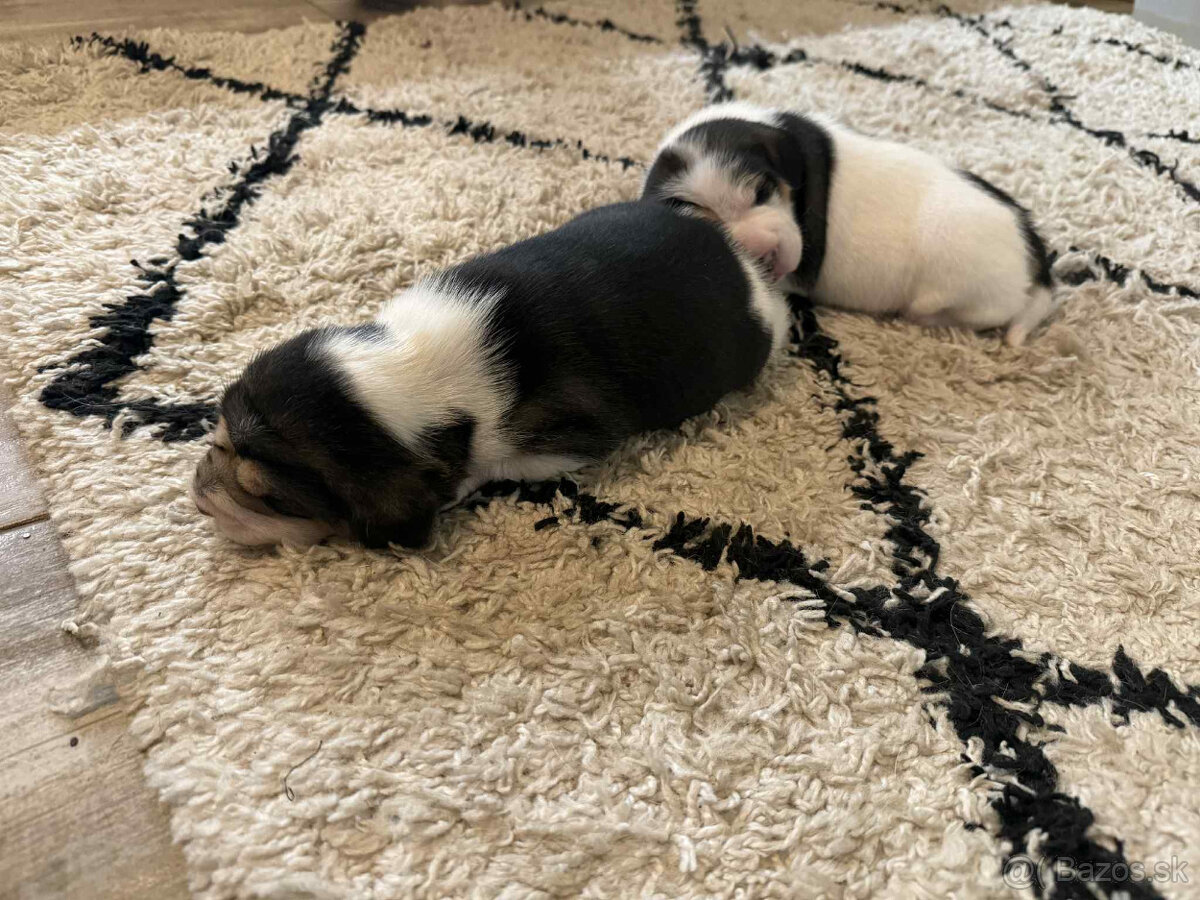 Beagle, bígel, bígl, bigel - 2