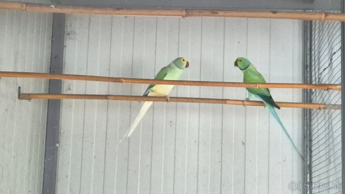 Alexander malý opaline HCH - 2