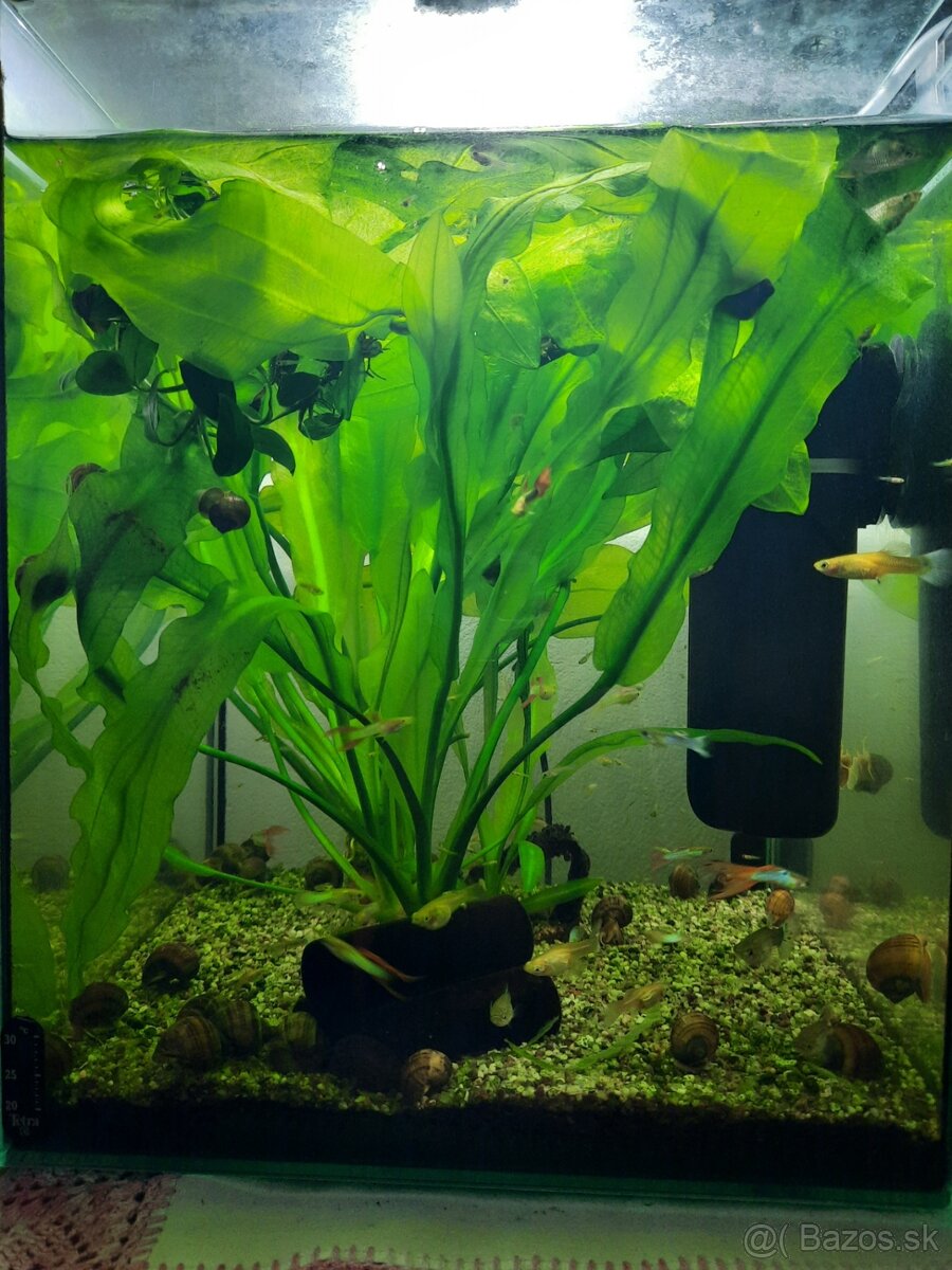 Darujem 30 litrové akvárium - 2