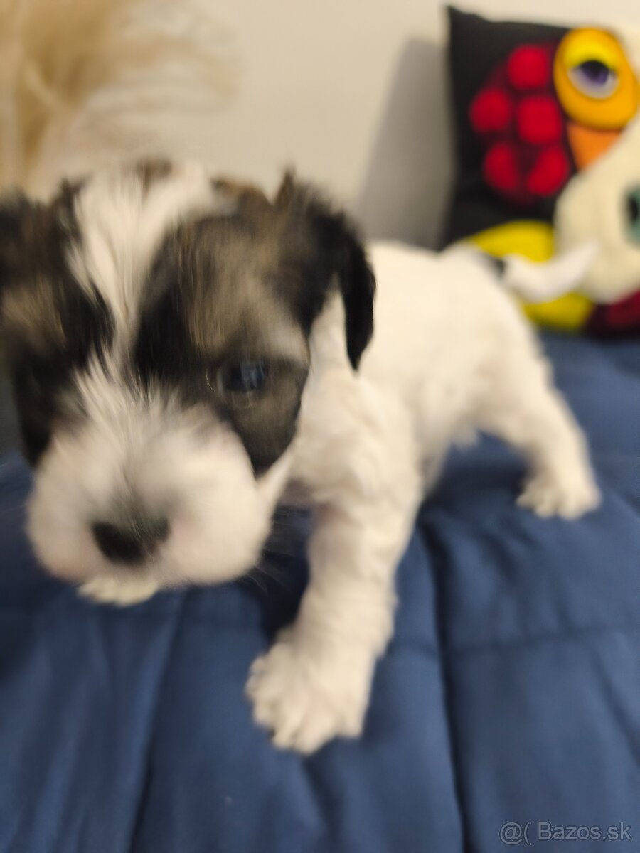 Čínsky chocholatý pes - 2