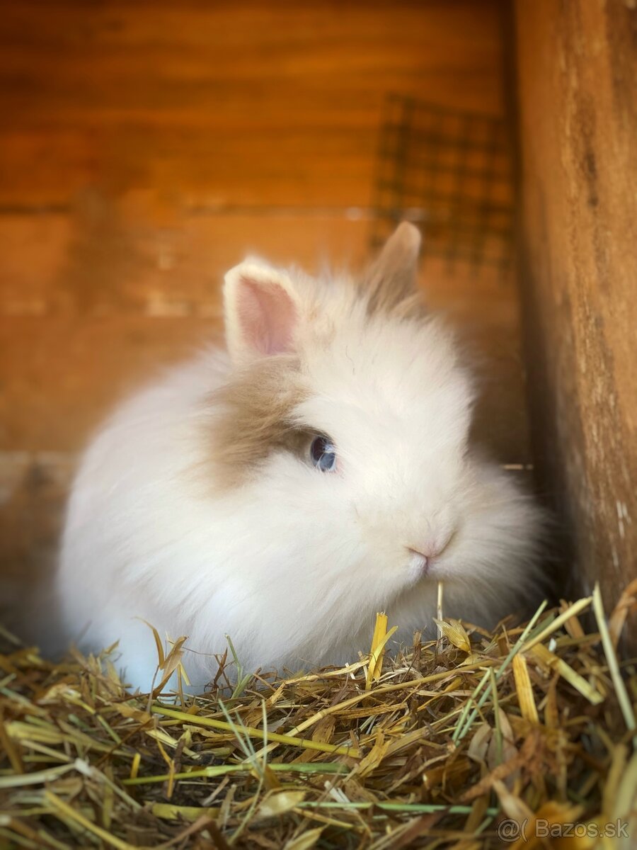 Zakrslý králik-samičky - 2