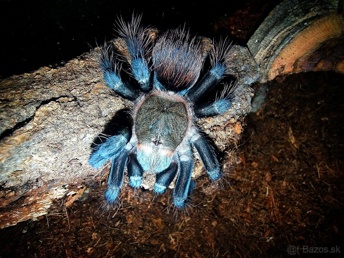 Pavúk, Vtáčkar , Tarantula , Brachypelma - 2