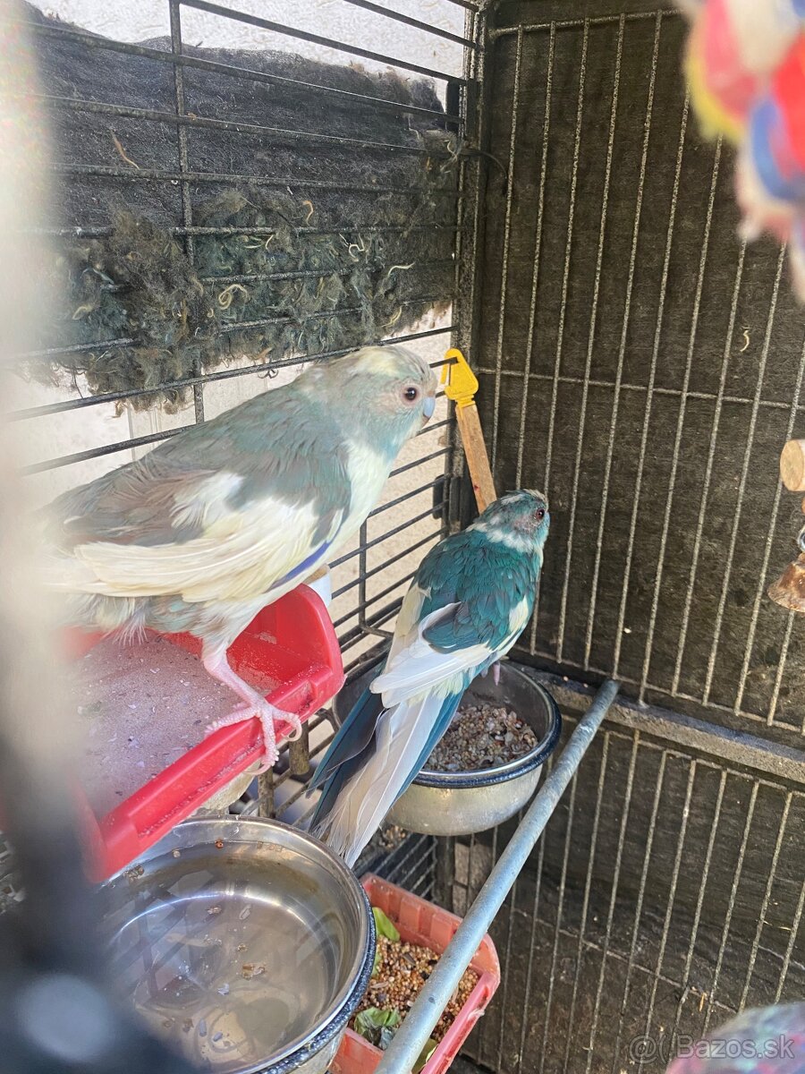 Dopyt kakariky na dokrmenie - 2