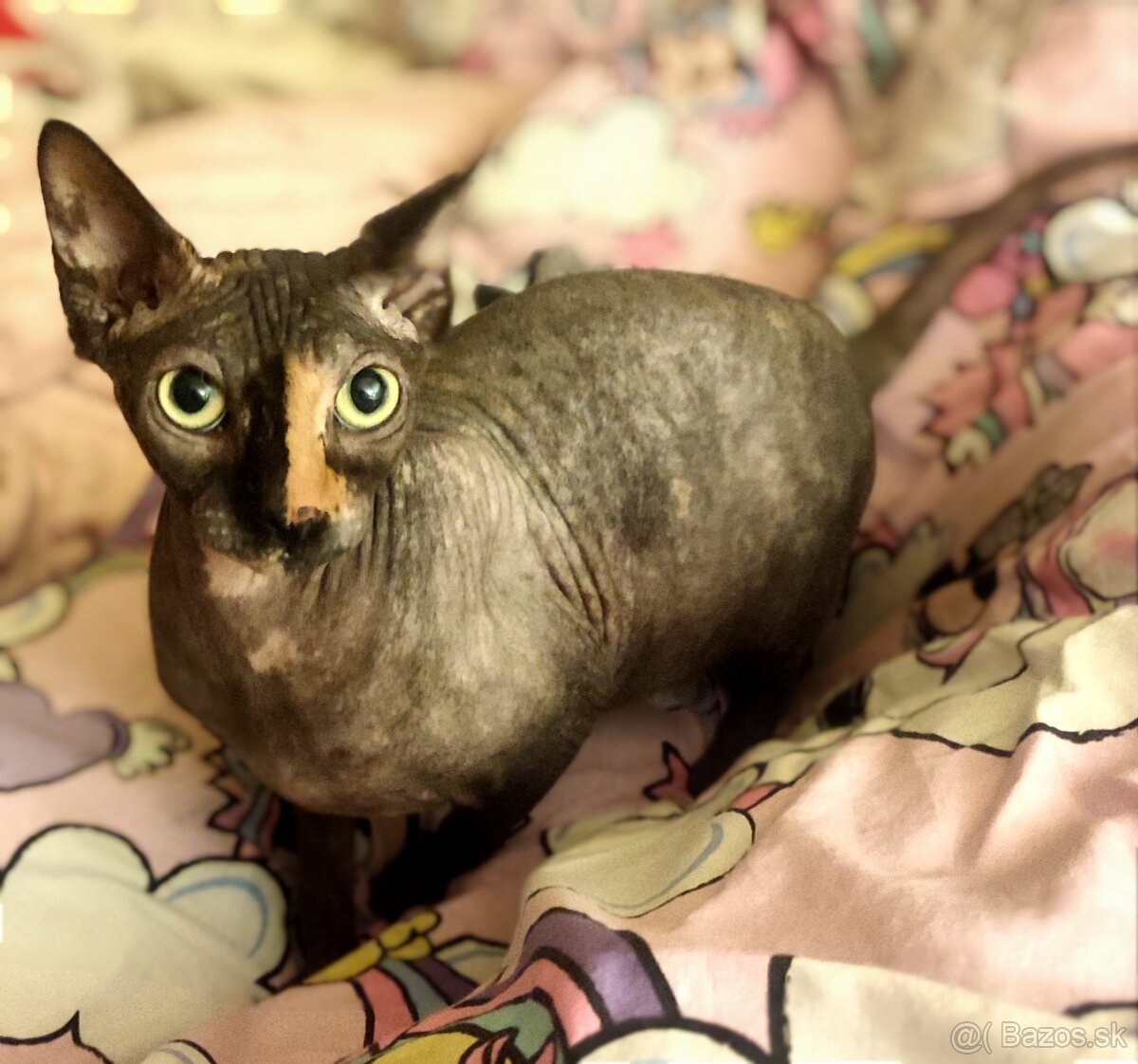 Sphynx Rezervovaná - 2