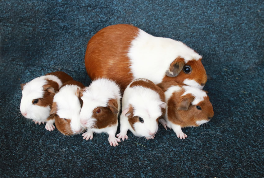 Morča, morčiatka - crested s rodokmeňom z CHS - 2