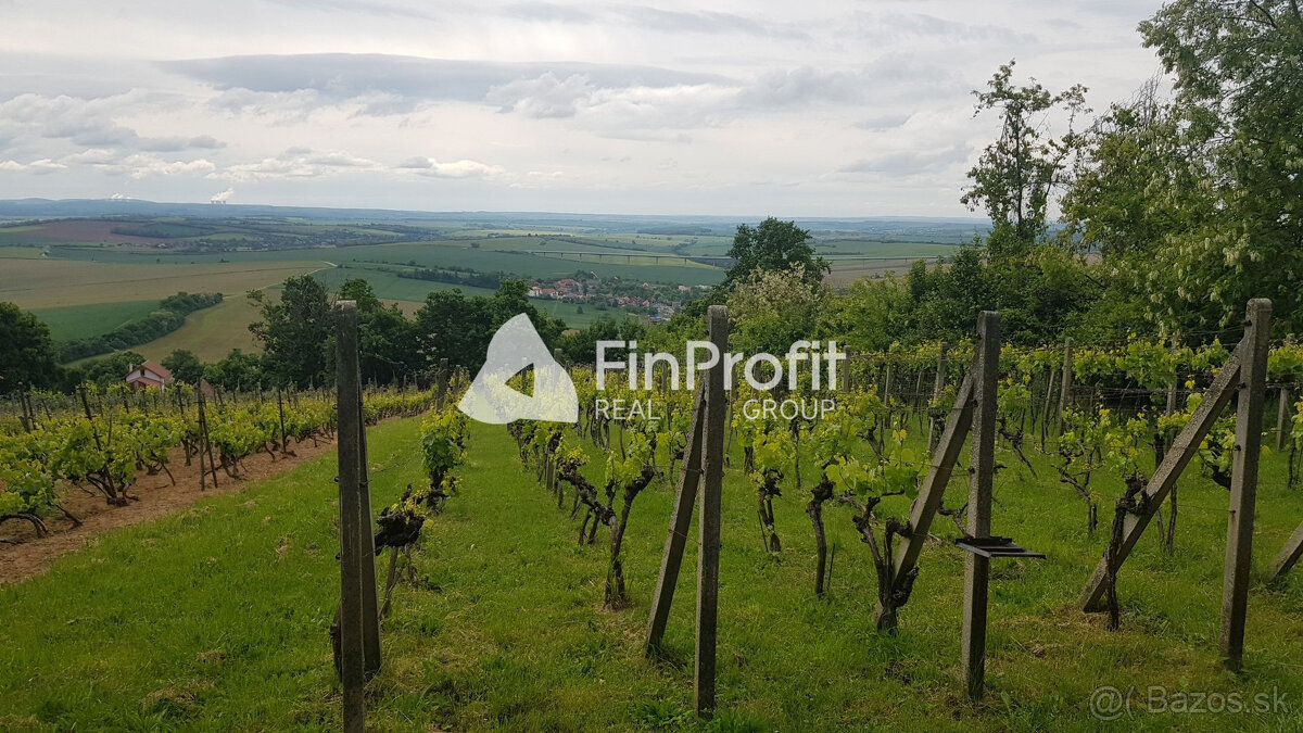 Prenajmem vinohrad v Koliňanoch pri Nitre. - 2