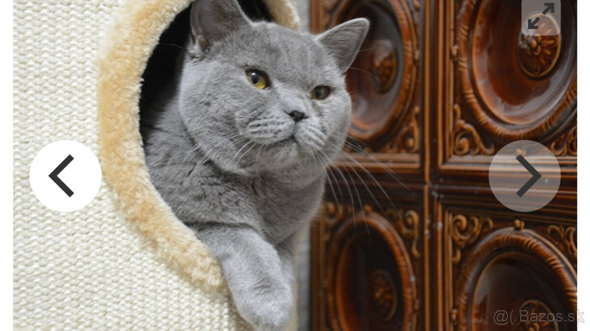 Kocúr na krytie - 2