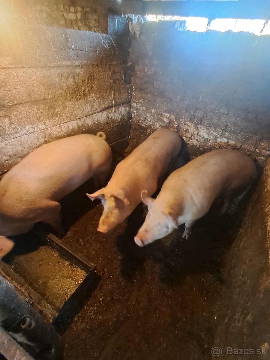 Predam ošípané - 2