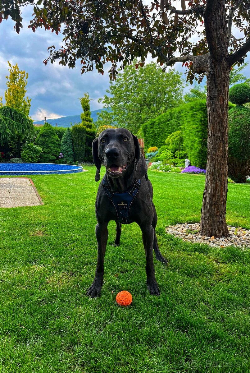 Weimarsky stavač - 2