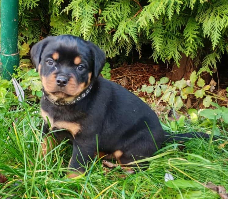 Rotvajler,rottweiler,RTV, šteniatka rottweilera - 2