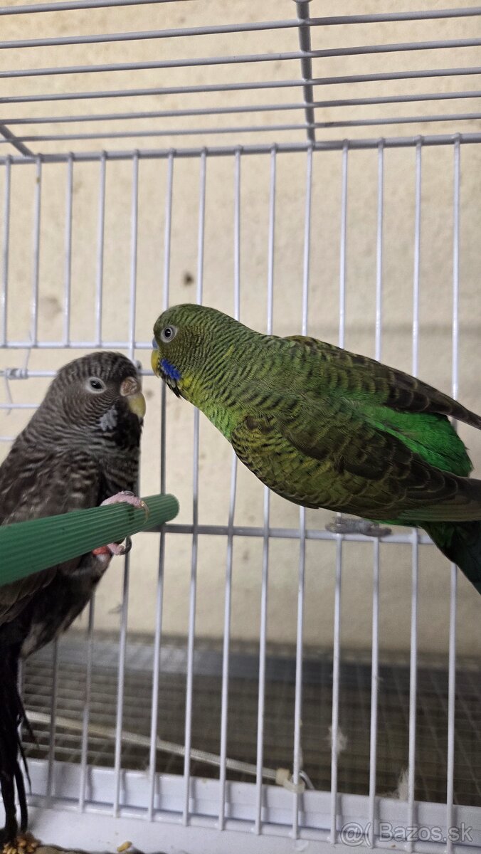 Andulka blackface - 2