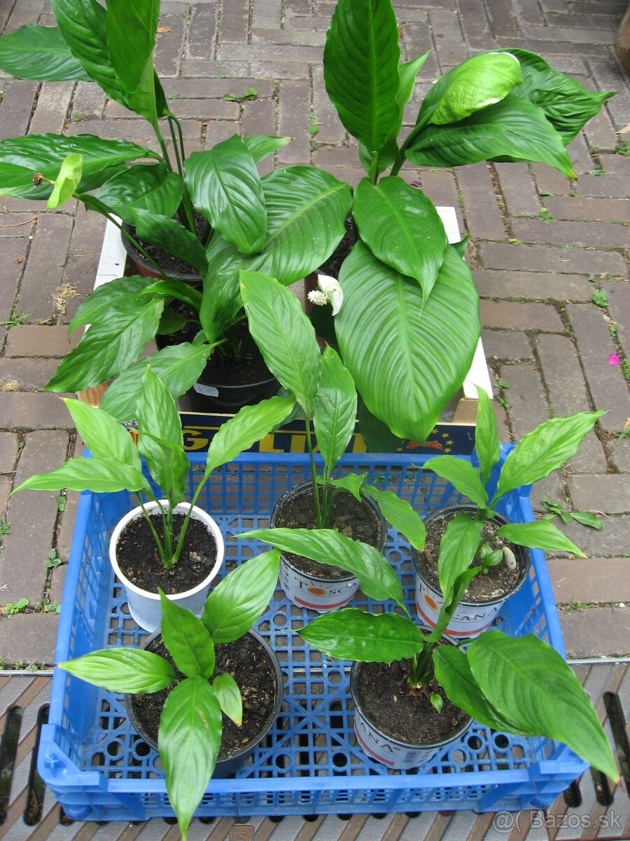 Lopatkovec - Spathiphyllum - 2