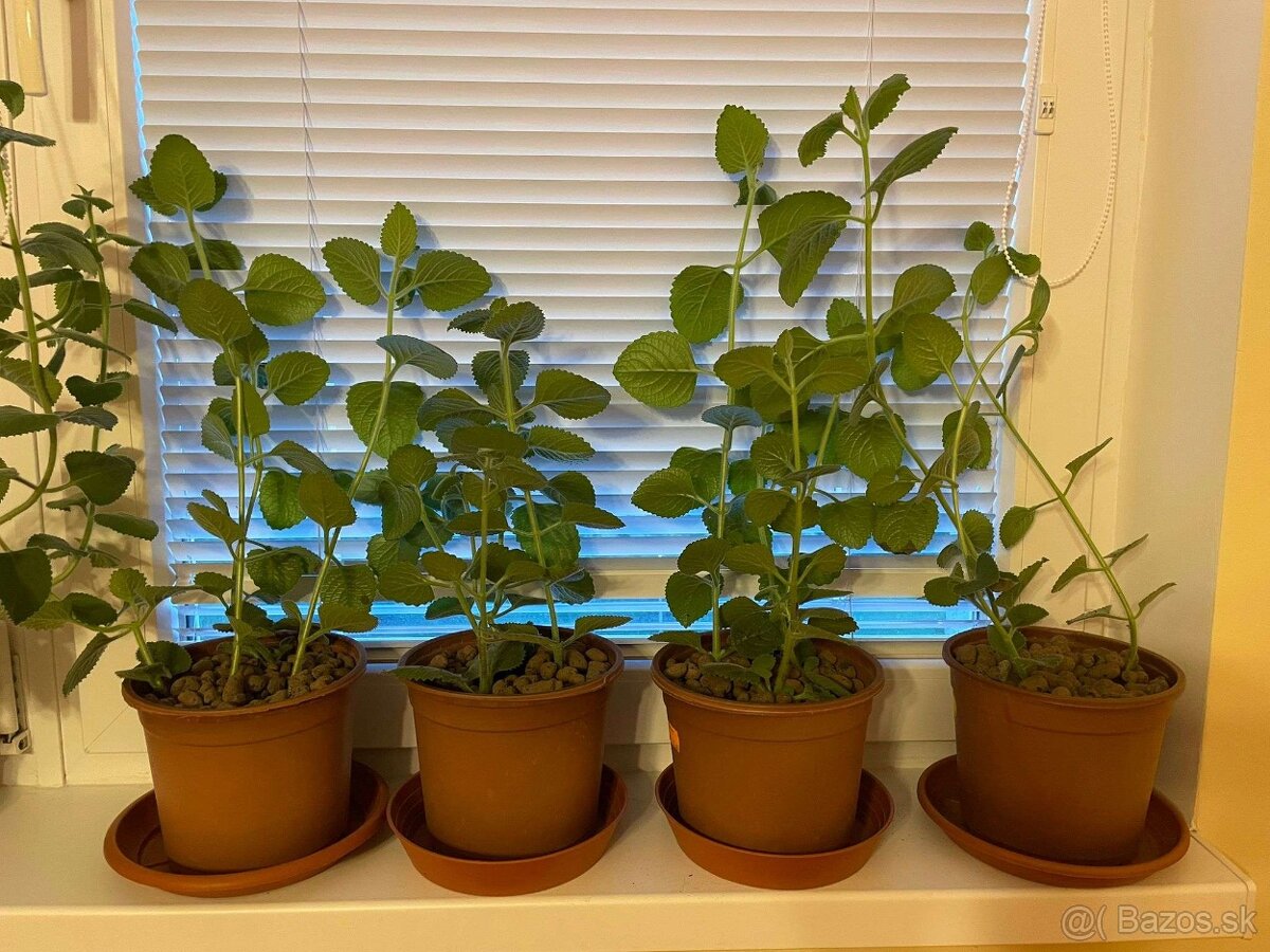 ✅ 𝐍𝐀𝐃𝐂𝐇𝐎𝐕𝐍𝐈𝐊 ✅ v kvetinaci - 2