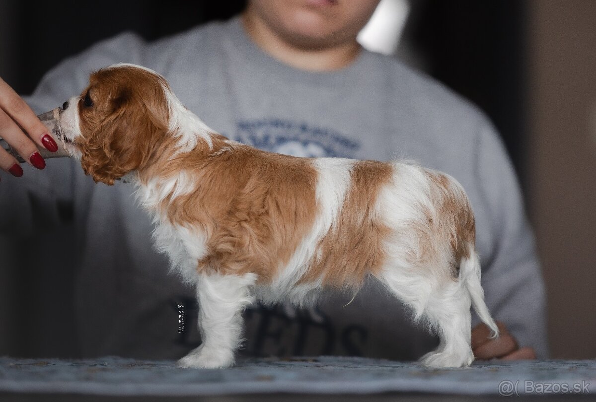 Cavalier King Charles španiel s PP - 2