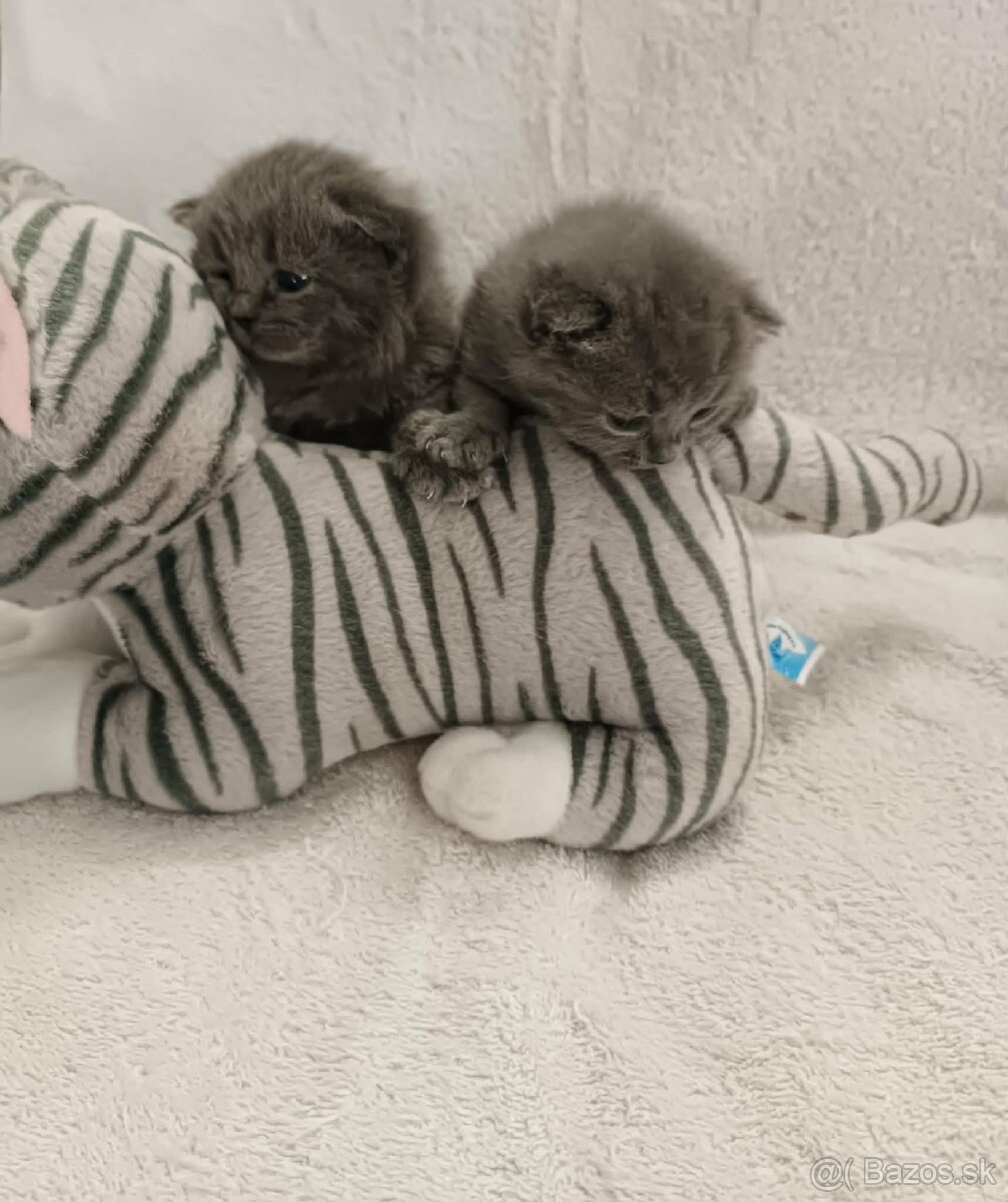 Britské krátkosrsté mačiatka - 2