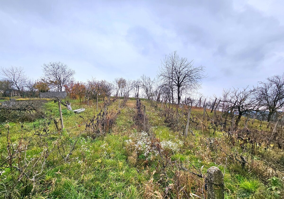 Rekreačný pozemok s vinicou Staré Levice - 2