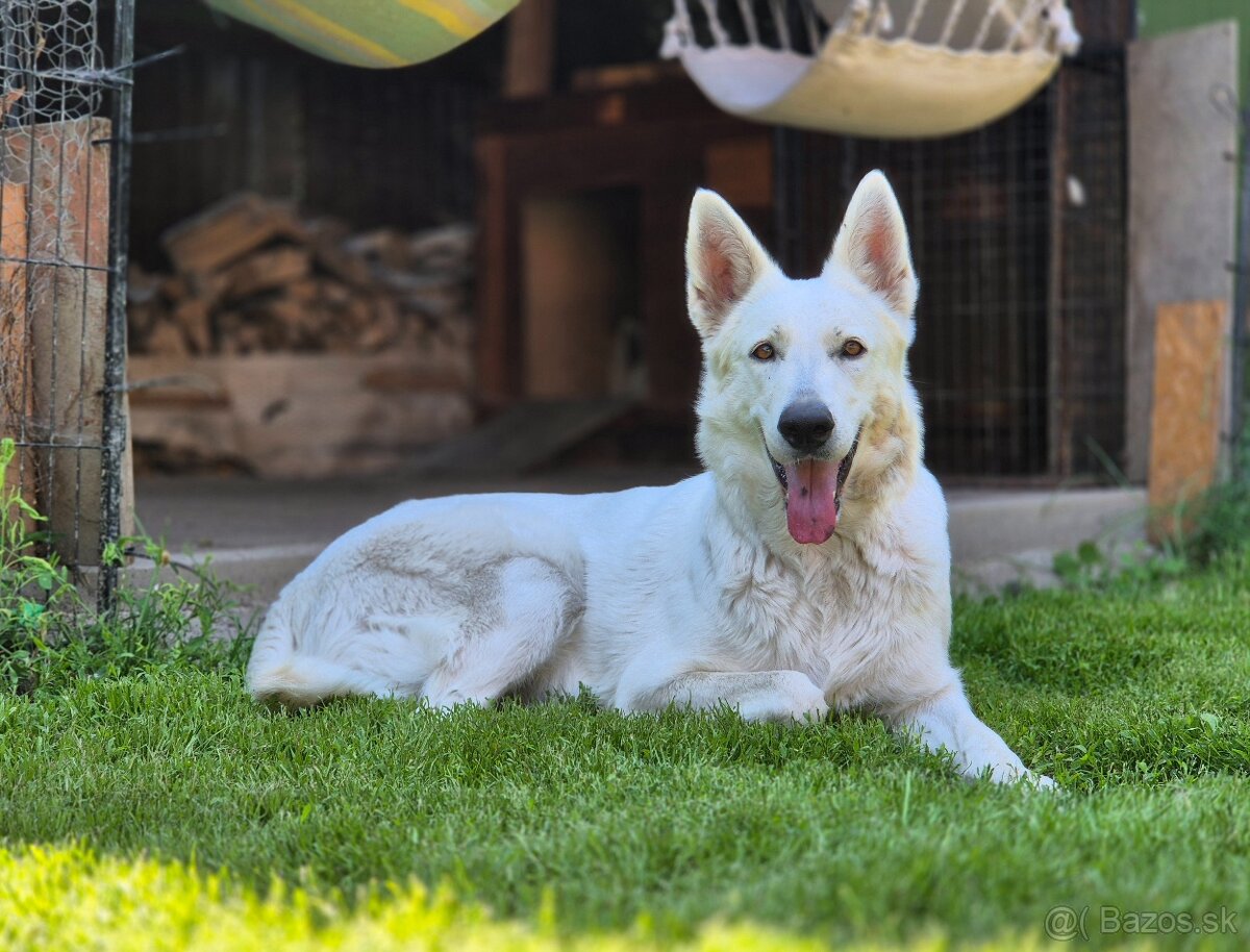 Zimný vrh Biely švajčiarsky ovčiak - 2