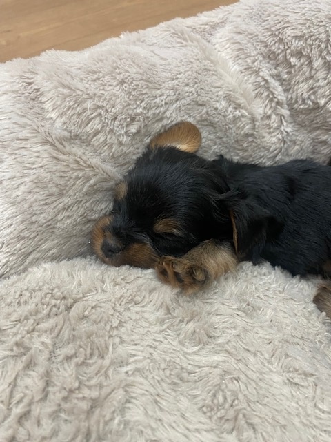 YORKSHIRE TERRIER - 2