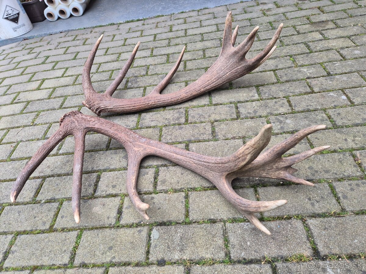 Trofej trofeje paroh parohy parozie zhody - 2