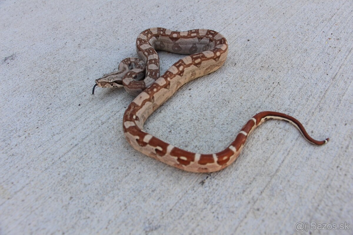 Veľhad kráľovský, Boa constrictor - 2