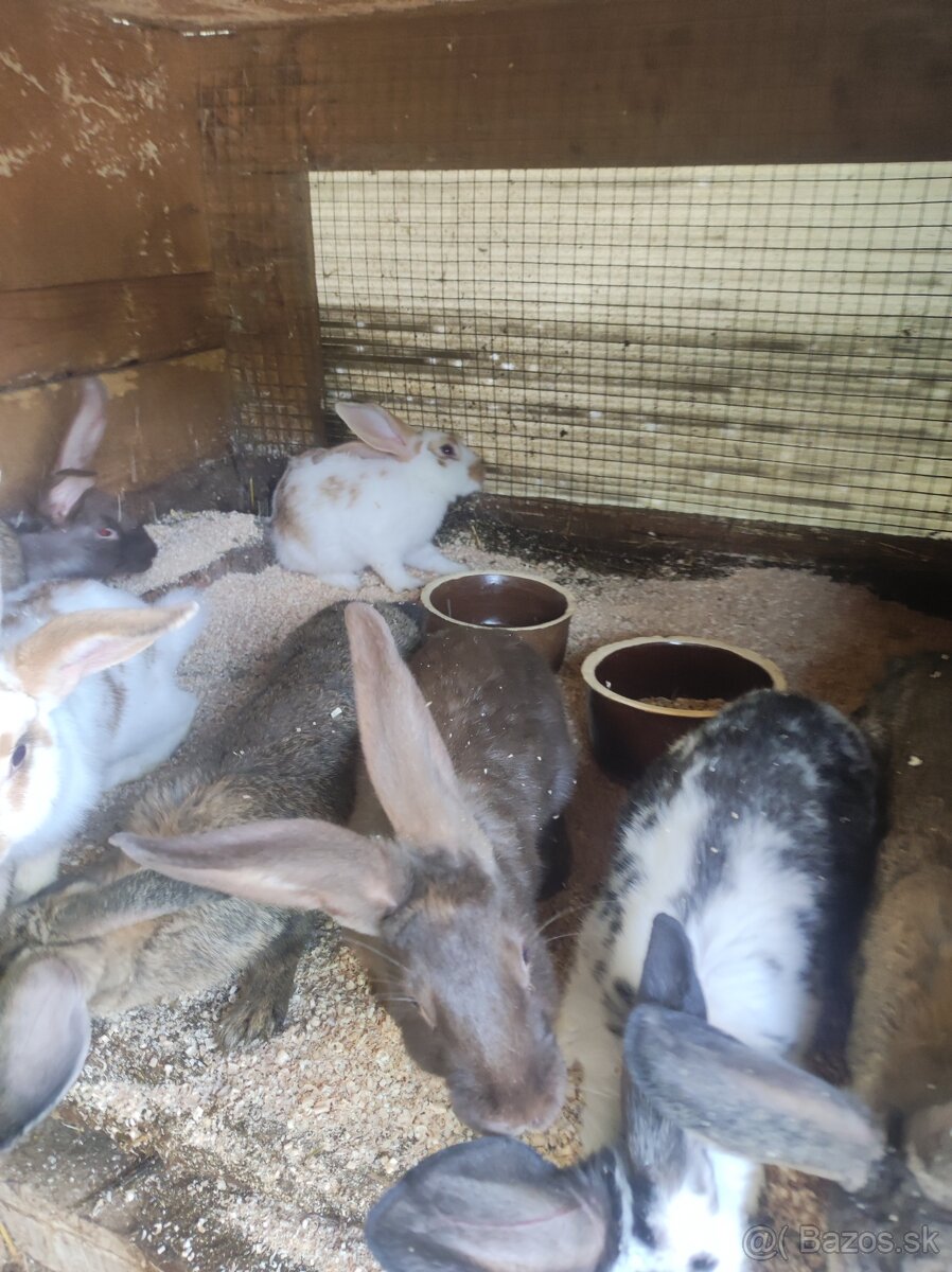 Ponukám zajace-králiky - 2