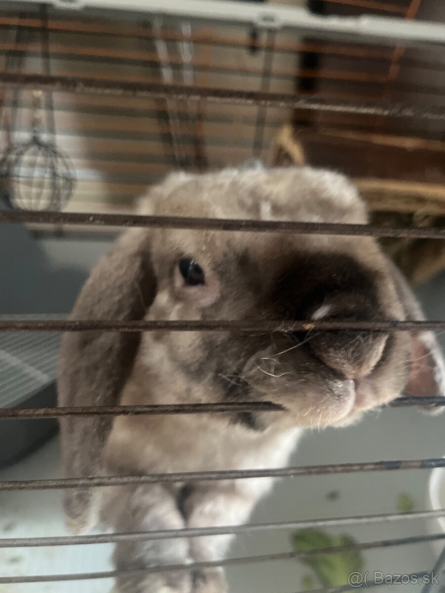 Darujem Zajka Barančeka - 2