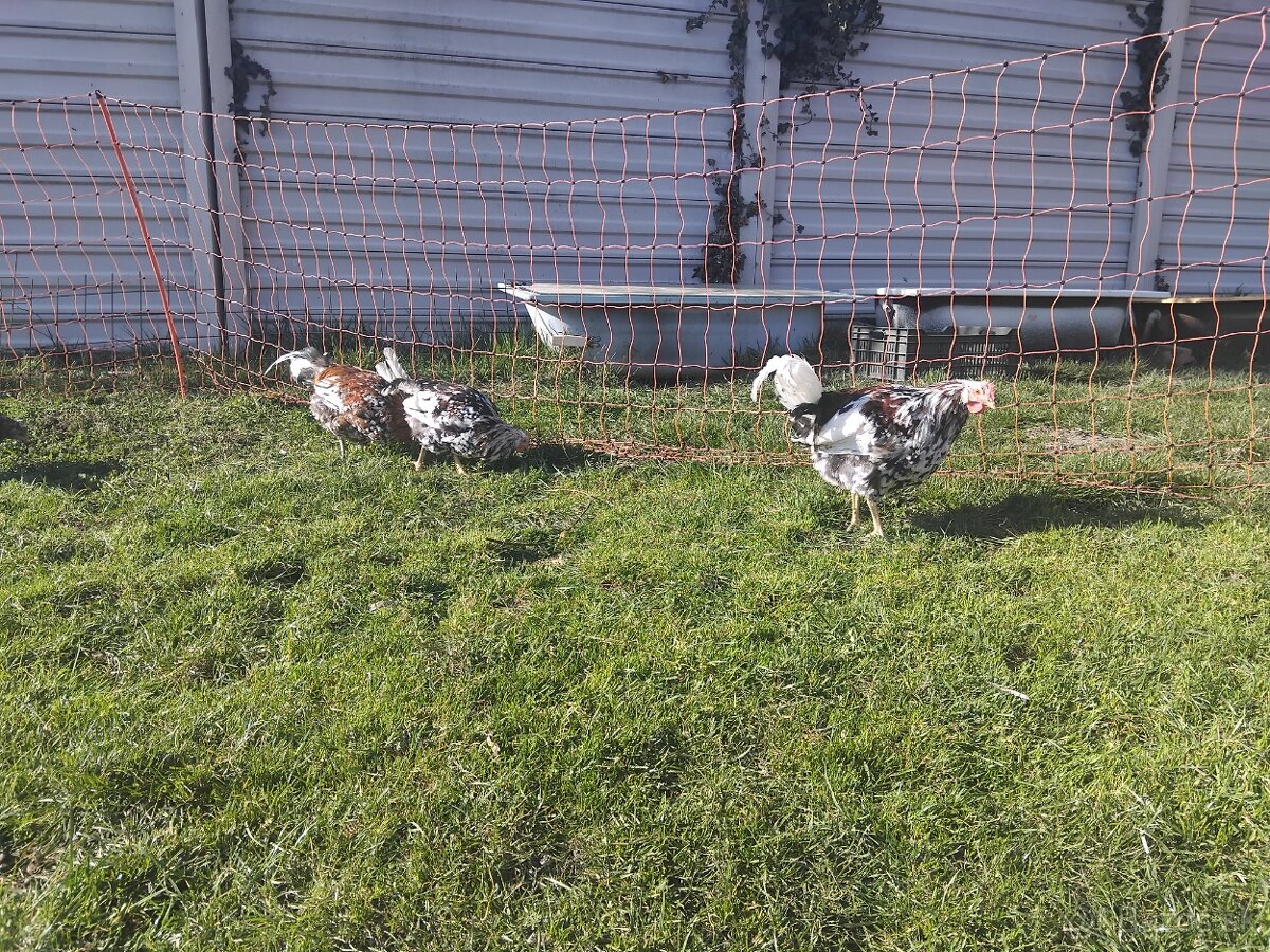 Svedska kvetinka - 2