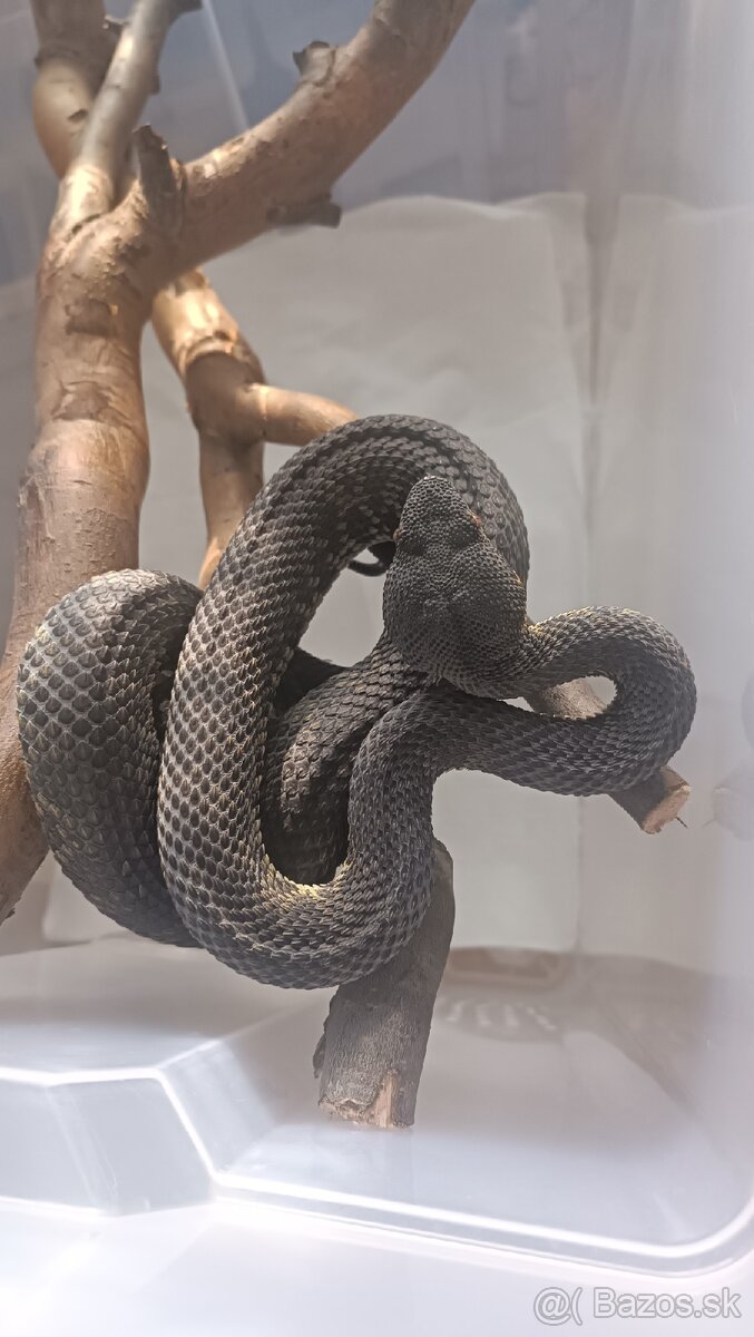 T.purpureomaculatus - 2