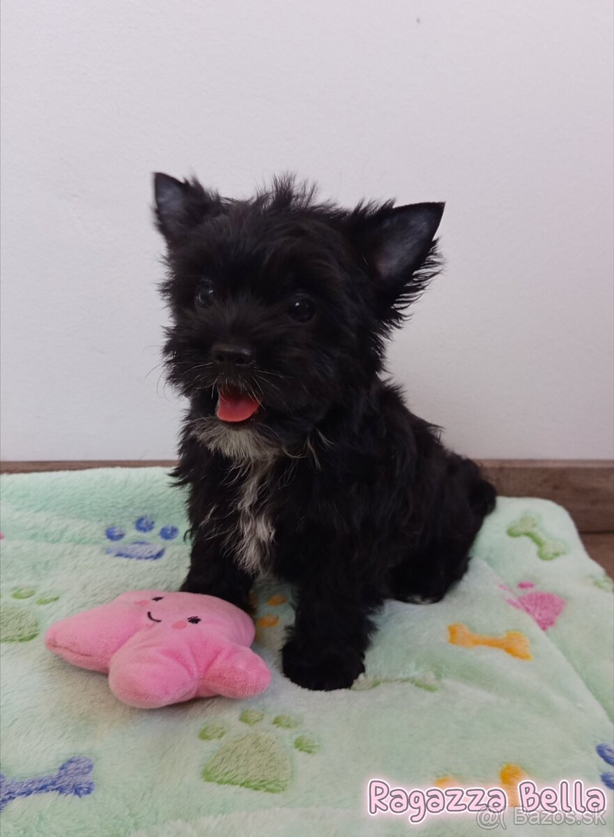 Yorkshire terrier Black, sučka s PP - 2