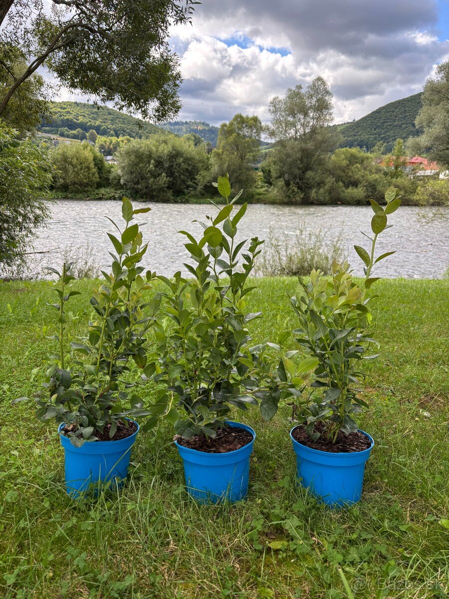 Sadenice čučoriedky kanadské a brusnice - 2