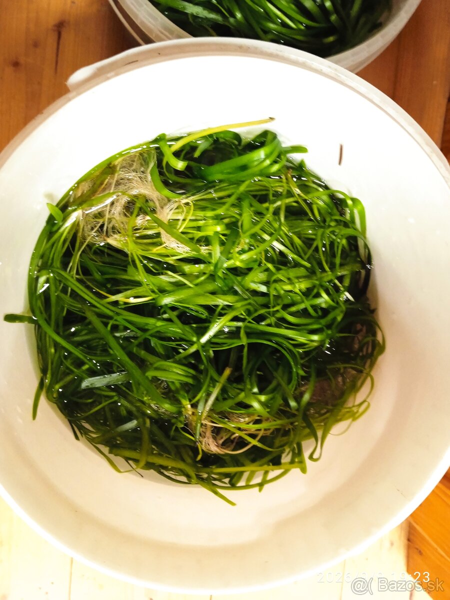 Rastliny Vallisneria - 2