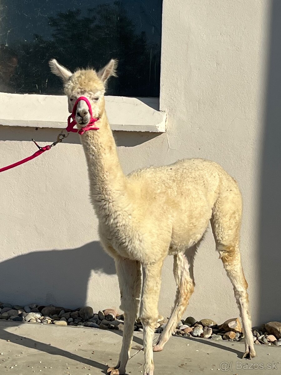 VÝHODNÁ CENA Alpaka samica - 2
