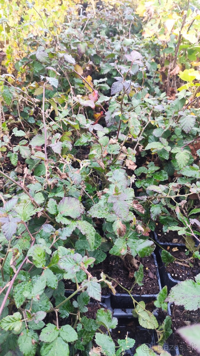 Beztŕňové černice THORNFREE - 2