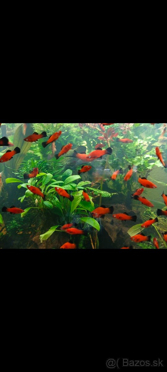 Predám Mečúne mexické Ada - 2