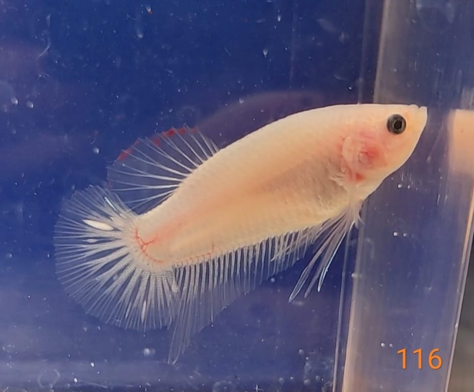 Bojovnice celofan samec shorttail - 2