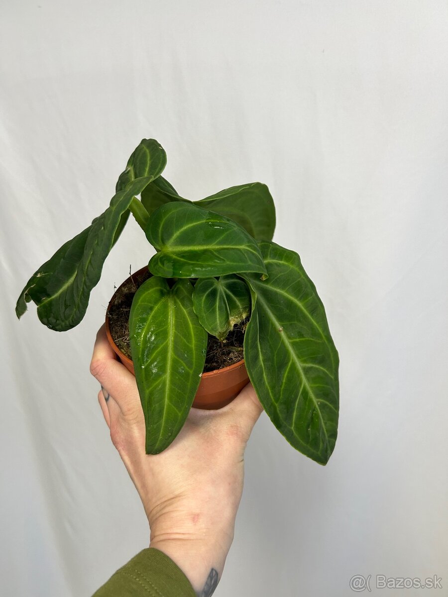 Anthurium Villenaorum - 2