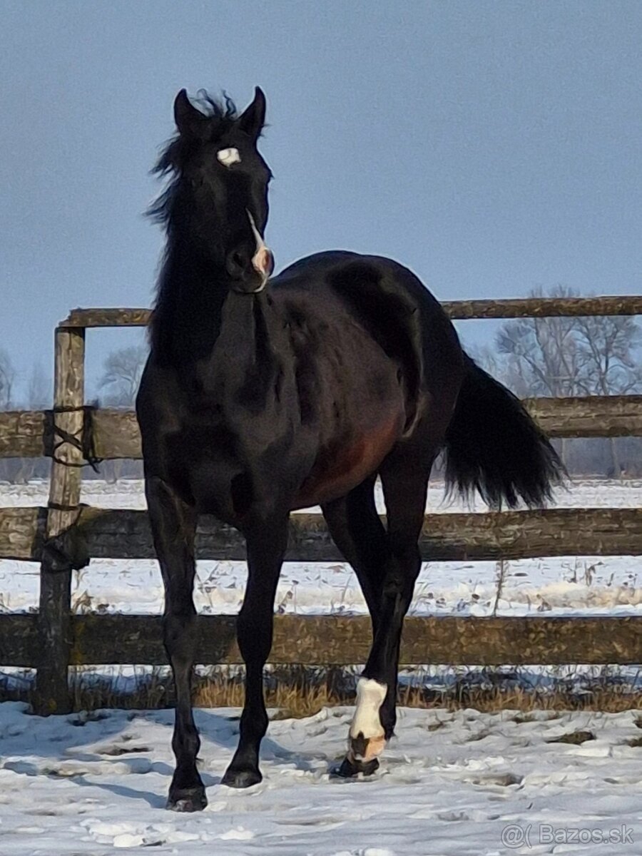 appaloosa žrebček - 2